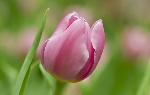 Macro, flowers, tulips