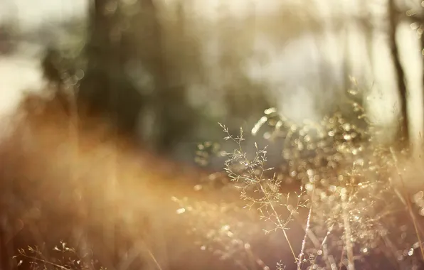 Rays, spikelets, bokeh