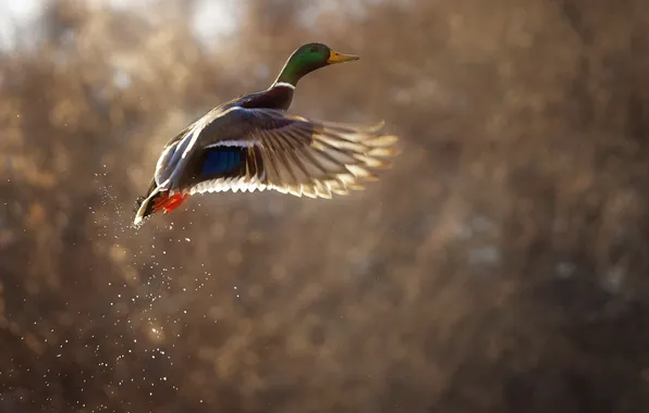 Picture bird, flight, duck