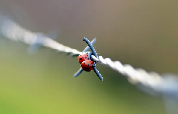 Macro, wire, day, barbed, ladybugs, of God