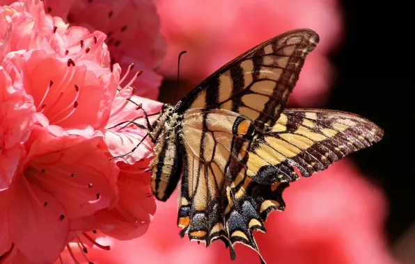 Picture flower, butterfly, petals, insect, moth