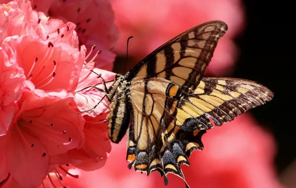 Flower, butterfly, petals, insect, moth