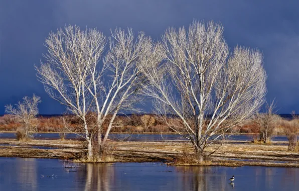 The sky, water, trees, spring, flood