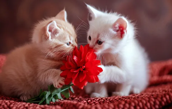 White, flower, look, love, cats, red, pose, kitty
