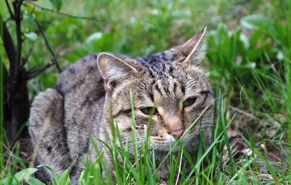 Picture cat, grass, cat, lies, looks, green background