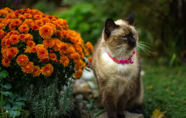 Cat, summer, cat, look, flowers, pose, garden, collar