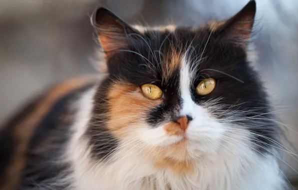 Cat, eyes, cat, look, face, background, portrait, muzzle