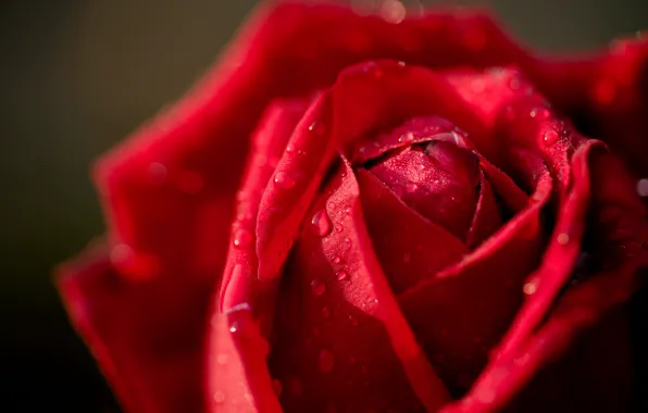 Picture drops, macro, rose, Bud, red rose