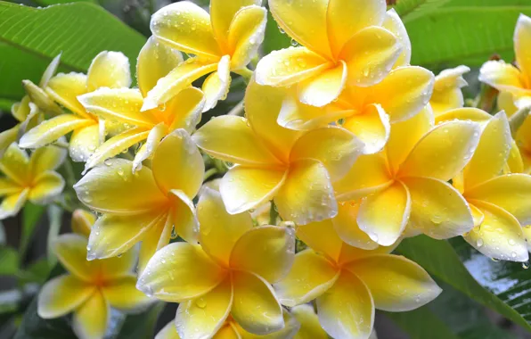 Branch, petals, plumeria