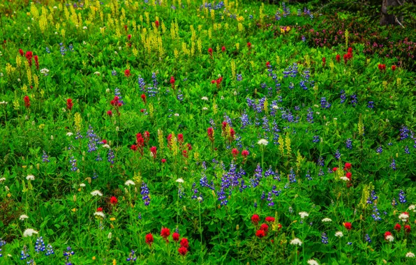 Picture grass, flowers, meadow