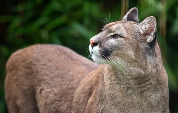 Picture look, face, background, portrait, profile, Puma, bokeh, Cougar