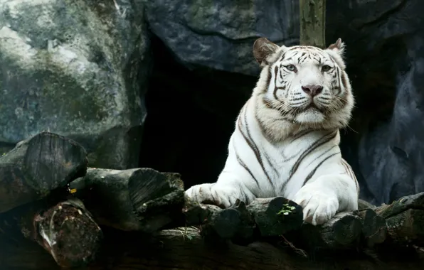 Picture face, tiger, stones, predator, paws, lies, white tiger, resting