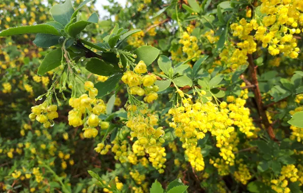 Nature, spring, flowering, yellow, yellow flower, barberry