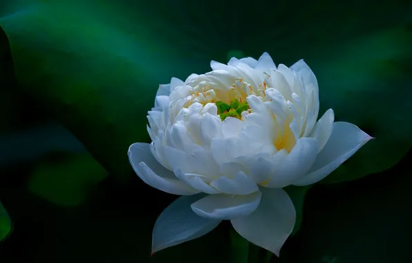Wallpaper flowers, Terry, the dark background, white, leaves, Lotus