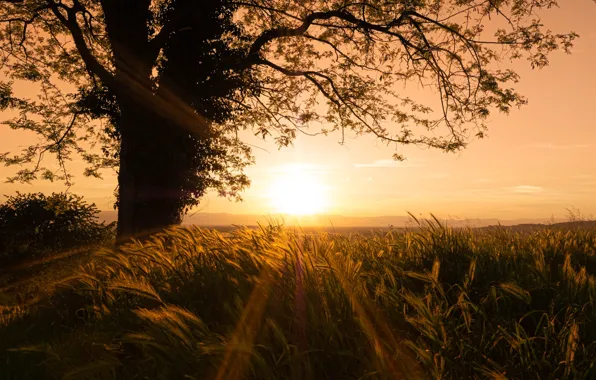 Field, sunset, tree, rye