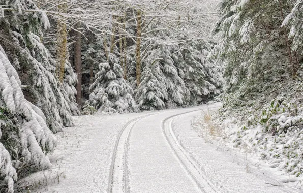 Picture Winter, Road, Snow