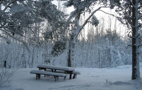 Picture winter, forest, snow, bench