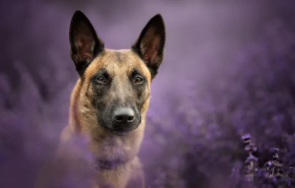 Look, face, portrait, dog, lavender, bokeh, Belgian Malinois