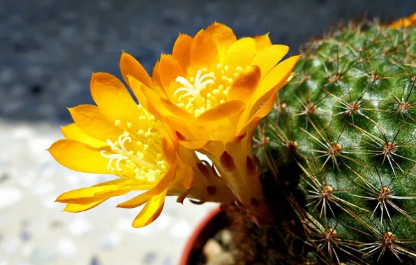 Macro, flowers, photo, yellow, cactus