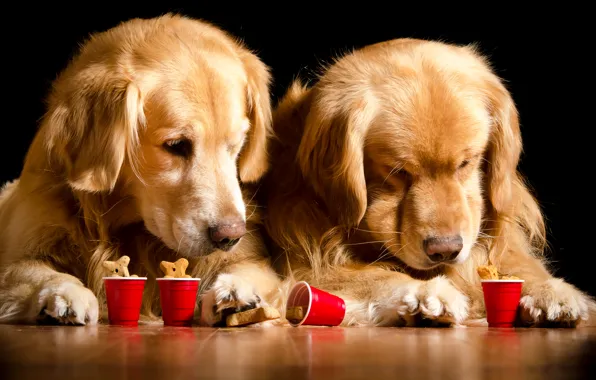 Dogs, glass, two, Retriever, Dogs, Retriever