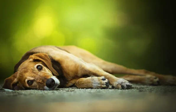 Each, paws, dog
