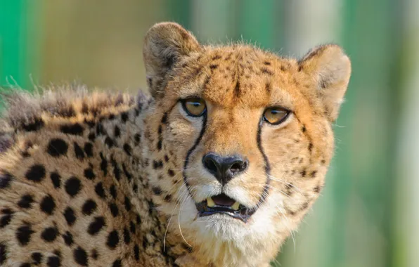 Picture cat, look, face, Cheetah