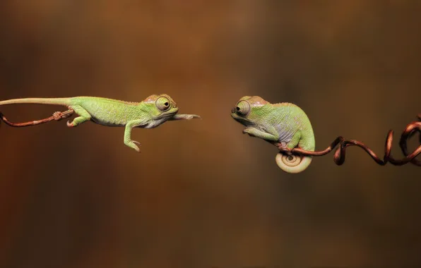 Picture branches, 1920x1080, branches, chameleon, reptiles, reptiles, chameleons