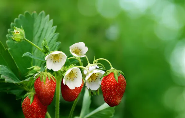 Picture leaves, flowers, berries, strawberry