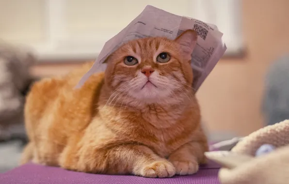 Cat, cat, look, face, pose, paper, background, room