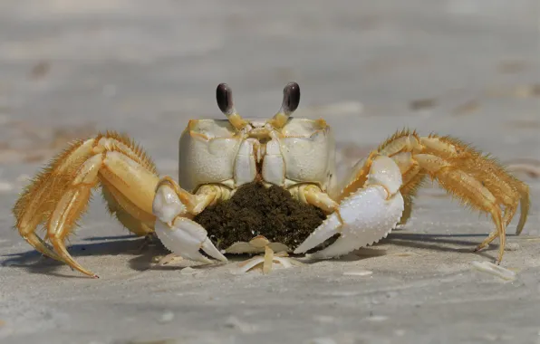 Sand, Crab, caviar