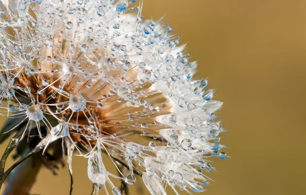 Water, drops, macro, nature, fantasy, plant, beauty, Association