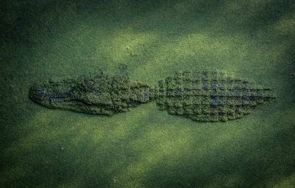 Picture nature, crocodile, disguise