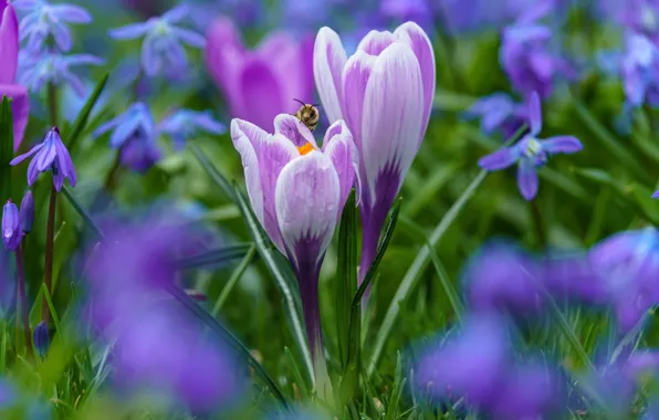 Drops, bee, glade, spring, crocuses, lilac, bokeh