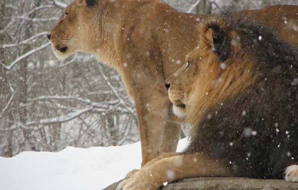 Picture winter, snow, cats, Wallpaper, Leo, the king of beasts, Animals, lioness