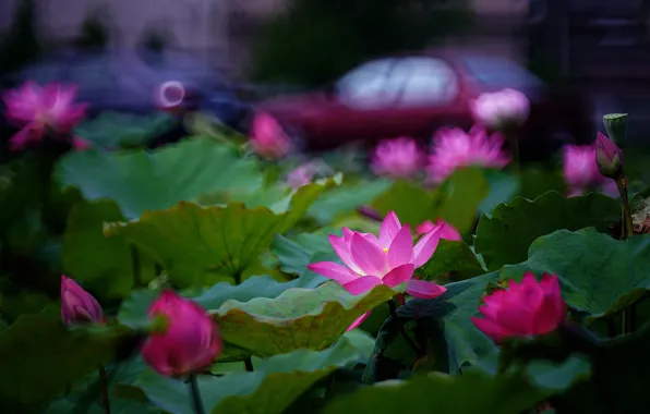 Auto, leaves, flowers, machine, nature, the city, green, background