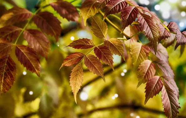 Picture leaves, branches, nature, bokeh