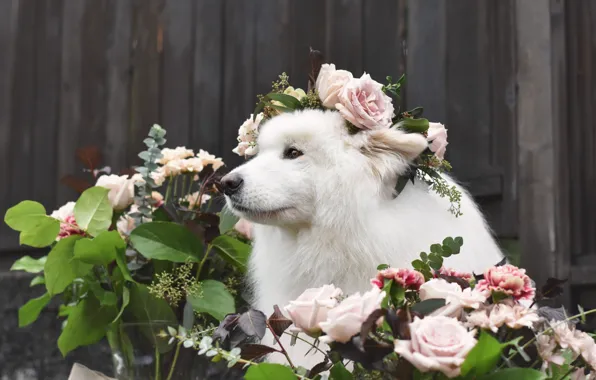 Look, pose, dog, white, face, Samoyed