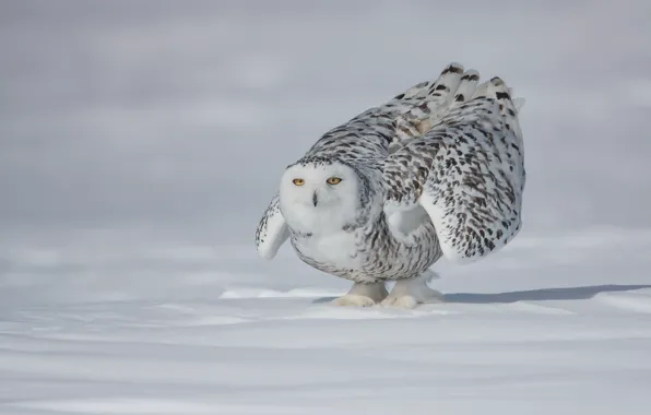 Winter, field, white, look, snow, pose, owl, bird
