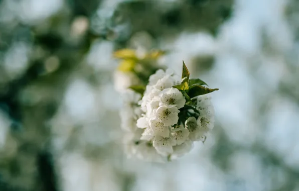 Flowers, cherry, branch, Sakura, flowering, bokeh
