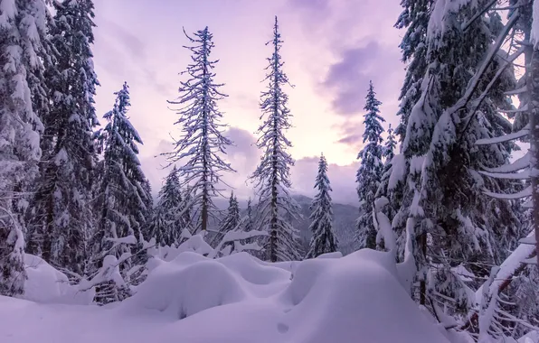 Winter, forest, the sky, clouds, snow, trees, branches, nature