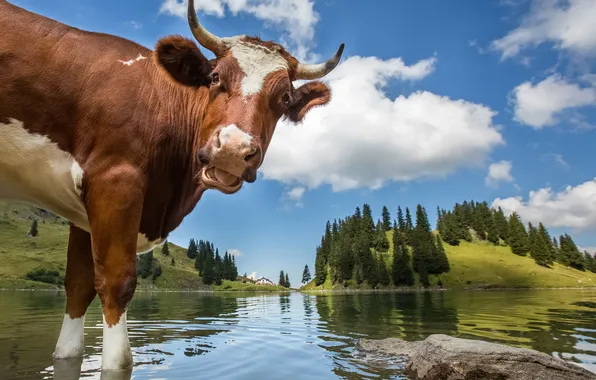 Picture trees, landscape, mountains, lake, cow, Switzerland, horns