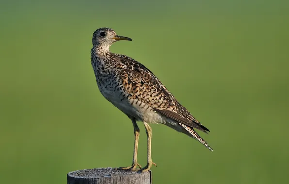Picture bird, stump, post, long-tailed, upland sandpiper, sandy