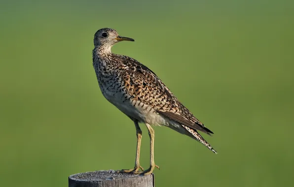 Bird, stump, post, long-tailed, upland sandpiper, sandy