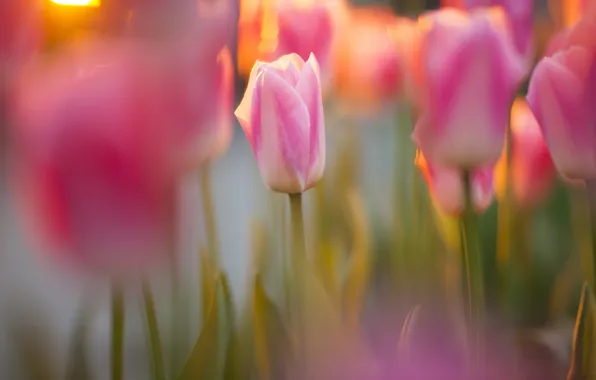 The sun, focus, lighting, tulips, pink, a lot