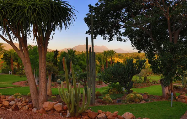 Picture trees, stones, palm trees, lawn, cacti, South Africa, South African National Park