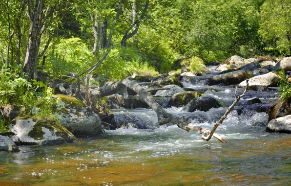 Stream, Spring, Forest, Stones, Nature, River, Spring, River