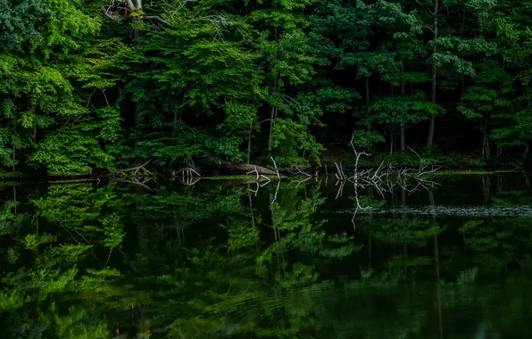 Greens, forest, leaves, trees, lake, reflection, thickets, branch