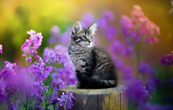 Flowers, kitty, deck, Yuriy Korotun