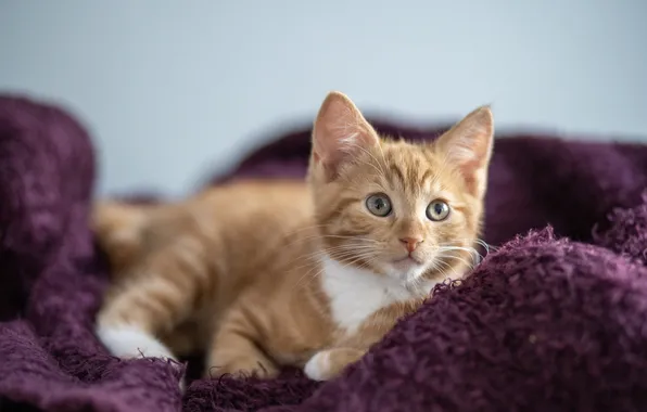 Cat, look, pose, kitty, red, lies, plaid, face
