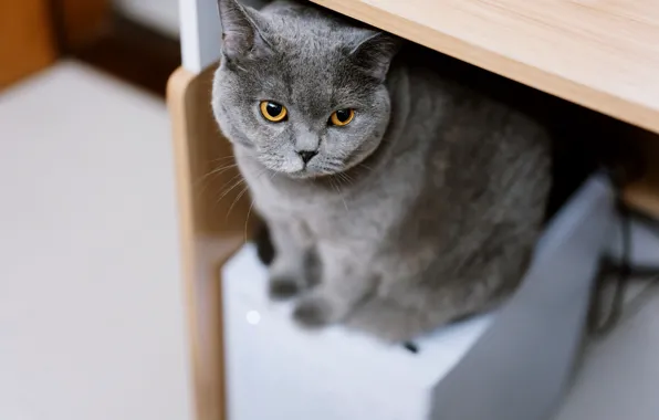 Cat, computer, cat, look, pose, table, grey, blur